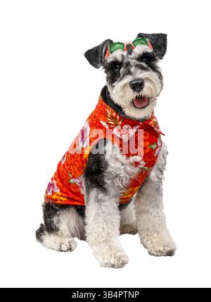 Cane Schnauzer in miniatura in estate T-shirt e occhiali da bagno a Songkran isolato su sfondo bianco Foto Stock