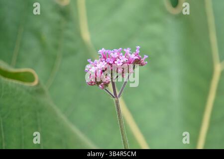 Primo piano della Verbena bonariensis con delicati fiori viola su un gambo alto e sottile su uno sfondo verde tenue. Centro naturalistico di Tilgate Foto Stock