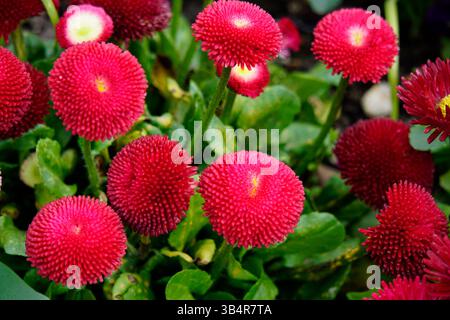 Primo piano di margherite pompon rosso brillante in piena fioritura, che creano un giardino vivido e ornamentale. Arundel, Inghilterra Foto Stock