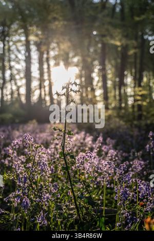 Martedì 29 aprile 2025, alba a Bluebell Woods a Park Wood, Nuffield, Oxfordshire Foto Stock