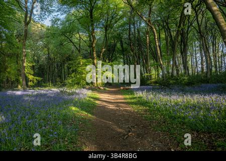 Martedì 29 aprile 2025, alba a Bluebell Woods a Park Wood, Nuffield, Oxfordshire Foto Stock