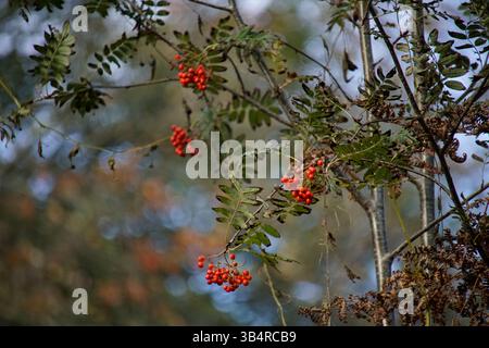 Ammassi di bacche di rowan rosso brillante appesi ai rami in autunno. Arboreto di Winkworth, Godalming, Inghilterra Foto Stock