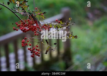 Gruppo di bacche rosse appese da un ramo in autunno, con una recinzione di legno leggermente sfocato sullo sfondo.Godalming, Inghilterra Foto Stock