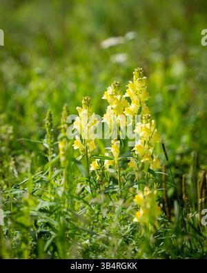 Toadflax comune, toadflax giallo o burro e uova (Linaria vulgaris). Un attraente fiore giallo limone nella famiglia delle Plantaginaceae nel prato. Foto Stock