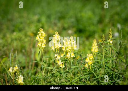 Toadflax comune, toadflax giallo o burro e uova (Linaria vulgaris). Un attraente fiore giallo limone nella famiglia delle Plantaginaceae nel prato. Foto Stock