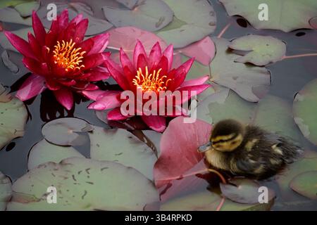 Anatroccolo che riposa vicino a due vivaci ninfee rossi su tappetini di giglio in un tranquillo laghetto, una fauna selvatica e una scena botanica naturale. RHS Garden, Wisley, Inghilterra Foto Stock
