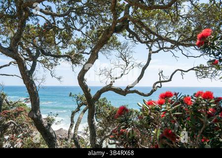 Pohutukawa rosso brillante in fiore sullo sfondo della vista costiera dell'oceano sulla base del Monte Maunganui, nuova Zelanda. Foto Stock