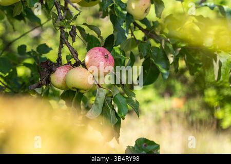 Mele fresche del frutteto. Sfondo Apple. Raccolto di mele pronto per essere raccolto dal frutteto. Sano da mangiare. Foto Stock