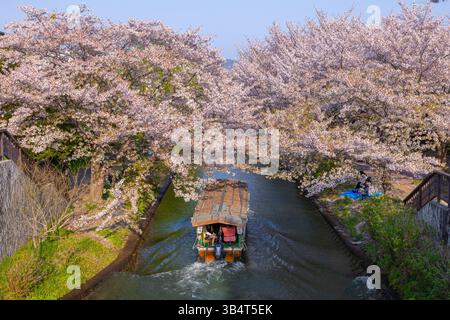 Canale Fushimi Jikkokubune con barche durante la fioritura dei ciliegi Sakura Spring Kyoto Giappone Foto Stock