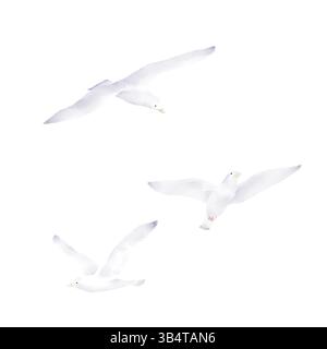Gabbiani e albatri sorvolano l'acqua. Illustrazione acquerello. Una serie di uccelli marini in volo, isolati su uno sfondo bianco. Per il design marino Foto Stock