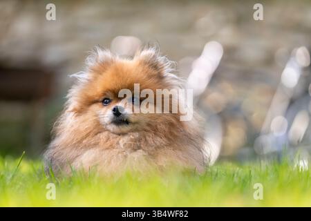 Cane pomerano dai capelli rossi nel parco. Ritratto del cane della pomerania. Foto Stock