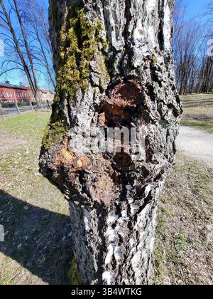 chaga fungo inonotus obliquus su betulla parassita medicina salute Foto Stock
