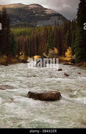201 fiume Maligne turbolento, acqua verde fluente veloce a valle del lago Maligne tra conifere e pioppi sparsi nei colori autunnali. Jasper NP-AB-Canada Foto Stock