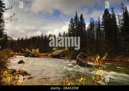 202 fiume Maligne turbolento, acqua verde fluente veloce a valle del lago Maligne tra conifere e pioppi sparsi nei colori autunnali. Jasper NP-AB-Canada Foto Stock