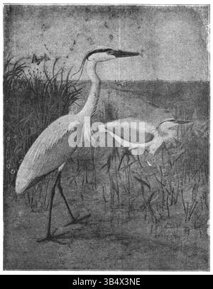 Immagine tratta da pagina 110 del libro del 1906 di Eli Heimans "Wandelen en Waarnemen", che raffigura un viaggio attraverso la natura. Foto Stock