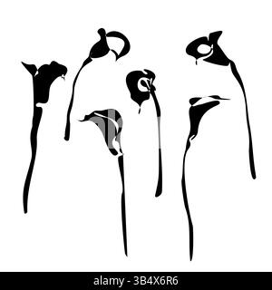 Set di lussuosi fiori di giglio calla e logo. Elementi botanici alla moda. La silhouette nera disegnata a mano lascia rami e fiori. Matrimonio elegante Illustrazione Vettoriale