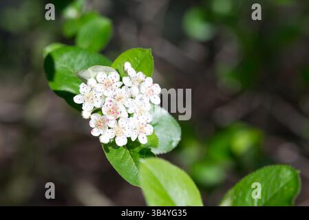 Aronia melanocarpa, primo piano di fiori primaverili di cioccolato nero Foto Stock