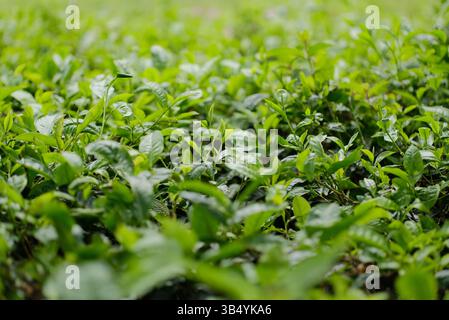 Foglie di tè - giardino del tè - primo piano di germogli di foglie di tè, foglie di tè pronte per essere raccolte Foto Stock