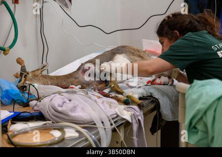 Il personale veterinario sta pulendo le ferite di una gazzella di montagna (Gazella gazella غزال الجبل ) questo esemplare ha avuto un incontro doloroso con un filo arbusto fe Foto Stock