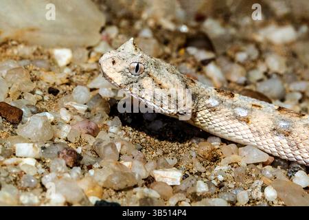 Una velenosa adder corna che solleva la testa, sulle pianure ghiaiose del deserto del Namib. Foto Stock