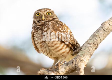 DAVIE, Florida, Stati Uniti. 30 aprile 2025. Un gufo scavato si trova in un albero a DAVIE, Florida, il 30 aprile 2025. Mentre di solito si vedono a terra vicino alle loro tane, questi piccoli gufi a volte prendono rami bassi per tenere sotto controllo il loro territorio. (Immagine di credito: © Ronen Tivony/ZUMA Press Wire) SOLO PER USO EDITORIALE! Non per USO commerciale! Foto Stock