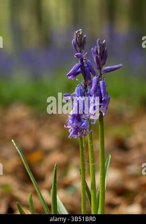 Campanelli selvatici al sole mattutino, in un ambiente boschivo Foto Stock