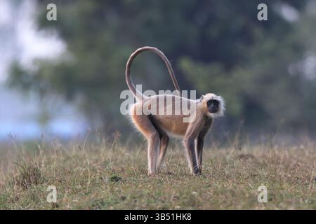 Semnopithecus è un genere di scimmie del Vecchio mondo nativo del subcontinente indiano, con la maggior parte delle specie comunemente note come langur grigio Foto Stock