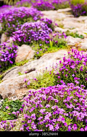 Fiori viola in fiore si diffondono in un giardino roccioso in primavera, creando un tappeto floreale naturale tra pietre e vegetazione Foto Stock
