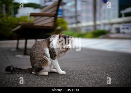 Gatto seduto sul marciapiede vicino alla panchina nel parco urbano giapponese Foto Stock