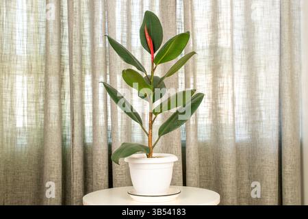Ficus di gomma (elastico) in un vaso di argilla, isolato su uno sfondo di tende. Foto Stock
