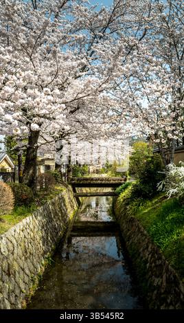 Il percorso del filosofo con i ciliegi in fiore, Kyoto, Giappone Foto Stock