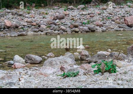 Anatra che galleggia pacificamente nel basso fiume Freshwater Foto Stock