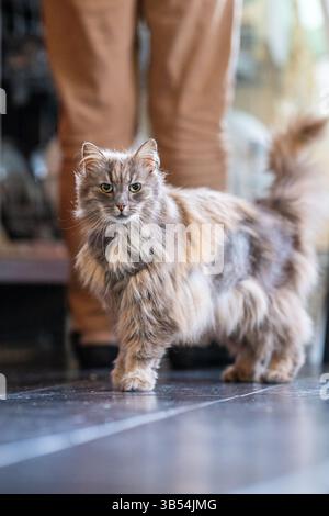 Vecchio gatto della foresta norvegese grigio e peloso Foto Stock