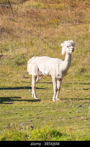 Un alpaca bianco in piedi su erba verde in un campo soleggiato. L'alpaca ha un mantello soffice e un'espressione curiosa, circondato da un paesaggio naturale. Foto Stock