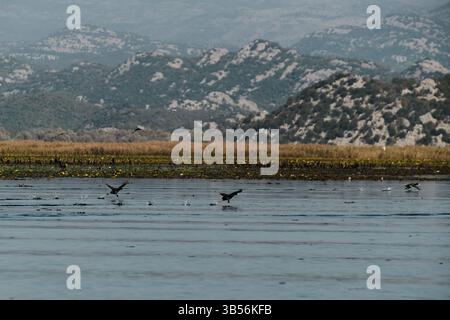 Un gruppo di uccelli acquatici decolla dalla superficie del lago Skadar, in Montenegro, creando spruzzi dinamici sullo sfondo di colline rocciose e zone umide Foto Stock