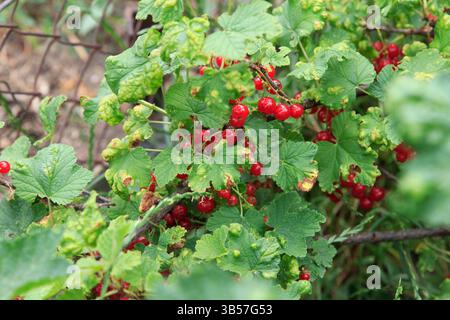 Ribes rosso maturo appeso su un ramo con foglie verdi, sfondo sfocato del giardino, concetto di agricoltura biologica e raccolto Foto Stock