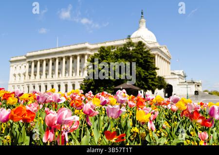 Edificio del Campidoglio degli Stati Uniti esposizione dei tulipani Washington DC // WASHINGTON DC - tulipani colorati e multicolori fioriscono in una vivace esposizione primaverile sui terreni del Campidoglio degli Stati Uniti. La cupola neoclassica del Campidoglio sorge maestosamente dietro le aiuole di fiori curate con cura che fanno parte dell'esteso paesaggio di Capitol Hill. Il Campidoglio, sede del Congresso degli Stati Uniti, è uno dei simboli più riconoscibili della democrazia americana e una destinazione popolare per i visitatori della capitale della nazione. L'annuale tulipani primaverili mostra tipicamente il picco in aprile, creando uno Foto Stock