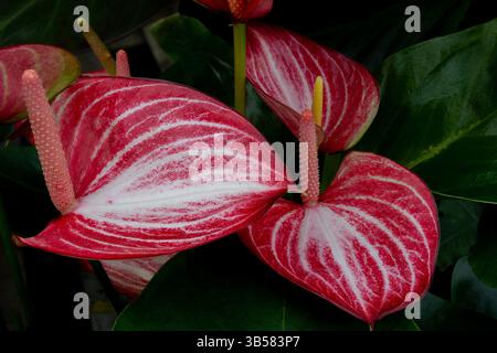 Primo piano di Anthurium rosso. Foto Stock
