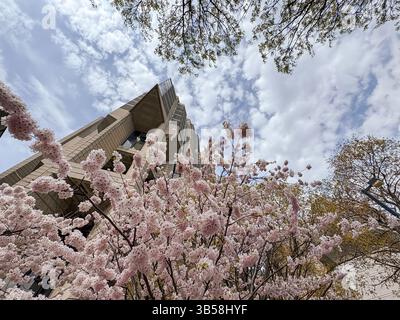 Vista esterna della biblioteca di libri rari di Thomas Fisher, che mostra i fiori di ciliegio primaverile. Architettura moderna e ambiente urbano. Foto Stock