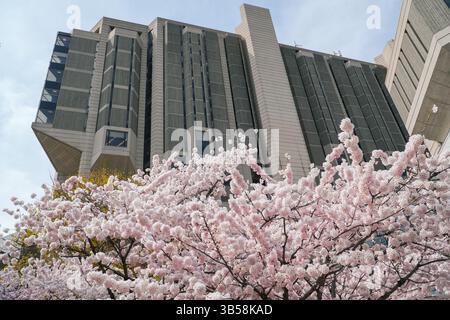 Thomas Fisher rare Book Library a Toronto, Ontario, in mostra con i fiori di ciliegio in primavera. Architettura moderna. Foto Stock