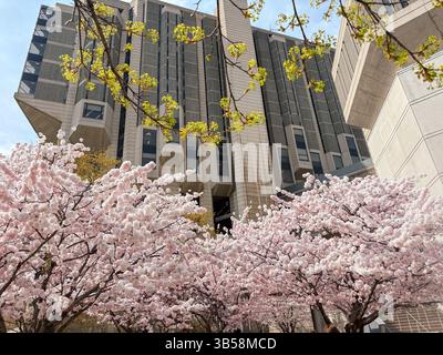 Thomas Fisher rare Book Library a Minneapolis, Minnesota, con fiori di ciliegio in primo piano. Bella scena primaverile. Foto Stock