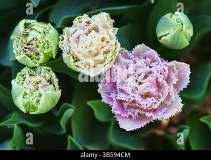 Vista dall'alto dei bellissimi tulipani bianchi e rosa a doppia frangia, fiori e gemme del 'Queensland' alla luce del mattino. Concetto di giardinaggio. Foto Stock