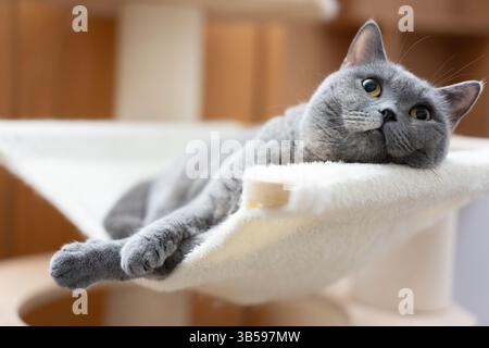 Un gatto britannico shorthair riposa e dorme sul divano Foto Stock