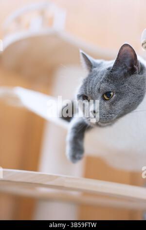 Un gatto britannico shorthair riposa e dorme sul divano Foto Stock