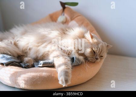 Un gatto britannico giallastro e grasso giace e dorme su una struttura in legno Foto Stock