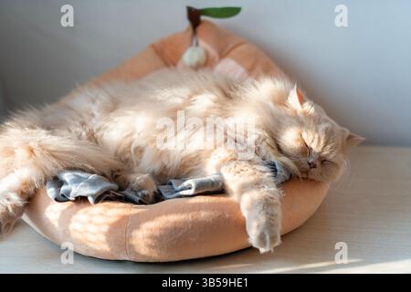 Un gatto britannico giallastro e grasso giace e dorme su una struttura in legno Foto Stock