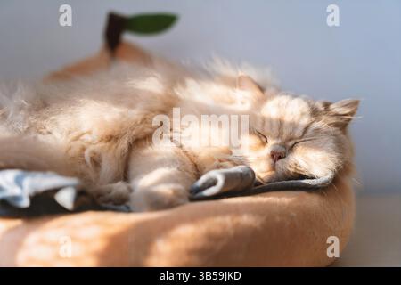 Un gatto britannico giallastro e grasso giace e dorme su una struttura in legno Foto Stock