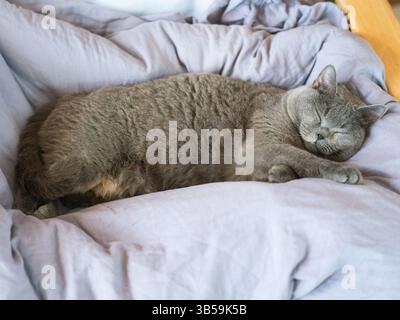Un gatto britannico shorthair riposa e dorme sul divano Foto Stock