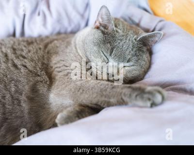 Un gatto britannico shorthair riposa e dorme sul divano Foto Stock