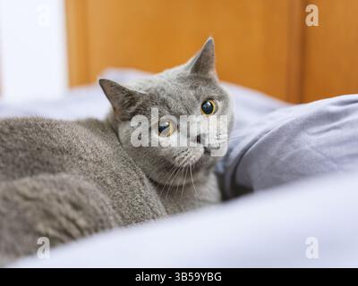 Un gatto britannico shorthair riposa e dorme sul divano Foto Stock